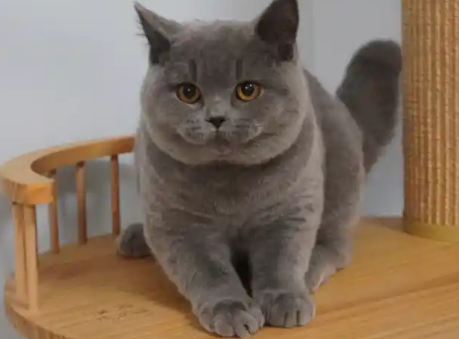 英短母猫几个月可以怀孕