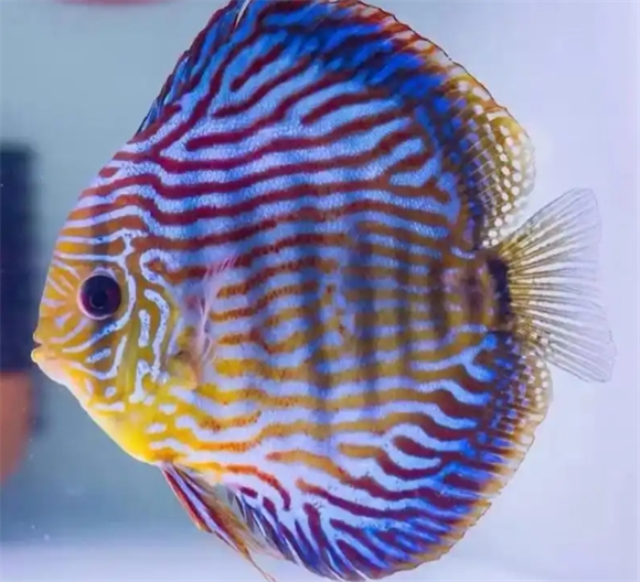 七彩神仙鱼孵化小鱼时能喂食吗