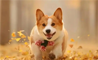 狗狗毛发发黄怎么办