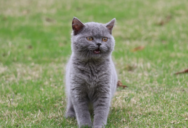 母蓝猫啥时候做绝育
