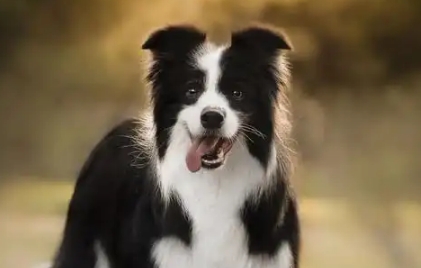 边牧多大就长定型了