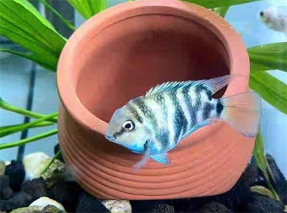 迷你鹦鹉异色是什么意思 迷你鹦鹉异色是什么意思