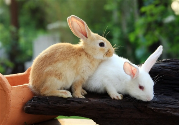 兔子肚子胀很大死掉什么原因 兔子肚子胀很大死掉什么原因