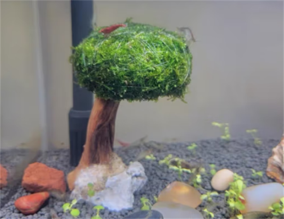 Natural Color 鱼缸造景装饰：点亮水族天地