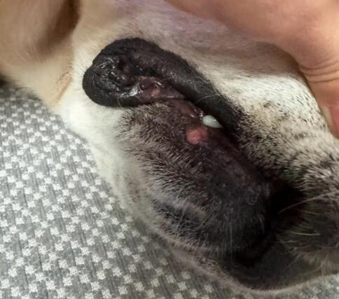 狗脸上有个肉疙瘩怎么办 狗脸上有个肉疙瘩怎么办