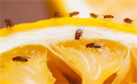 怎么消灭果蝇