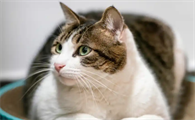 猫咪吐黄色液体不吃不喝精神萎靡