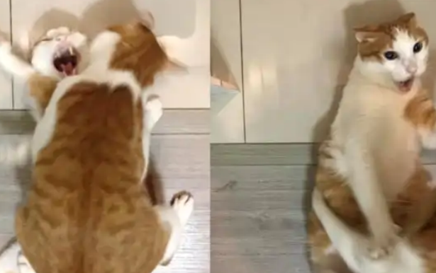 猫弟弟太粘人,冲过来扑倒橘猫,橘猫龇牙大叫:别碰我_宠界新闻