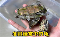 乌龟冬眠中途醒了什么表现