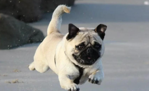 宠物国货崛起,热门爆品层出不穷,热度飙升 宠物国货崛起,热门爆品层出不穷,热度飙升