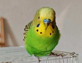 虎皮鹦鹉可以活多少岁 虎皮鹦鹉可以活多少岁