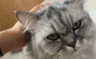 猫咪耳朵流脓怎么处理