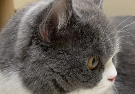 猫吃了绿萝过多久安全 猫吃了绿萝过多久安全