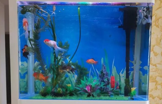 西龙鱼缸荣登鱼缸柜十大品牌排行榜，品质实力获认可