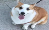 狗能喝鲜羊奶吗