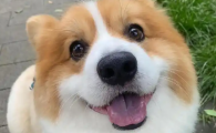 狗狗怀孕需要注意什么
