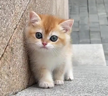 小猫多大才会清理屁屁里面