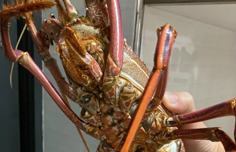澳龙虾现在多少钱一只