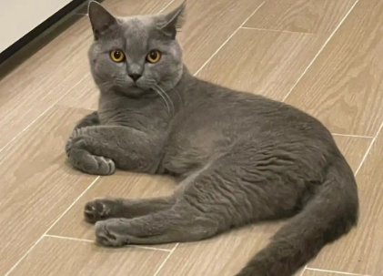 成年英短蓝猫怎么养
