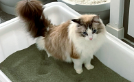 小猫多大用猫砂盆上厕所