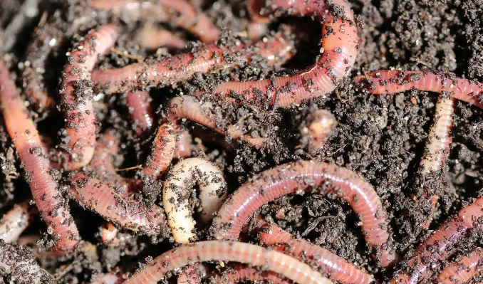 怎么找大量蚯蚓的地方 怎么找大量蚯蚓的地方