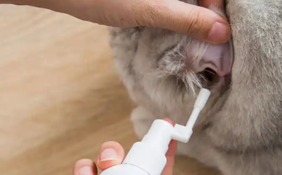 修正宠慕猫咪洗耳液倒多了会聋嘛 修正宠慕猫咪洗耳液倒多了会聋嘛