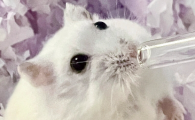 仓鼠身上的寄生虫长什么样