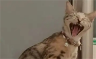 养猫了老感觉身上痒怎么办
