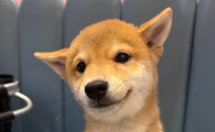 狗把屎拉碗里是怎么回事
