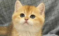 猫咪每天晚上叫为什么不让碰