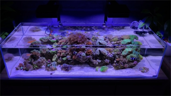 Seastar 鱼缸，品牌口碑与售后保障彰显质量实力