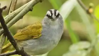 抓几只麻雀犯法