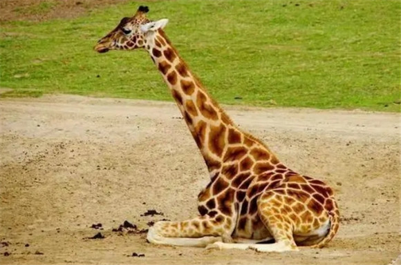 长颈鹿中国有吗 长颈鹿中国有吗