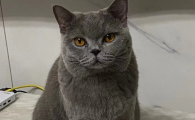 英短蓝猫成年猫能卖多少钱一只