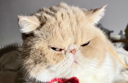 小猫多大才能用排毛膏