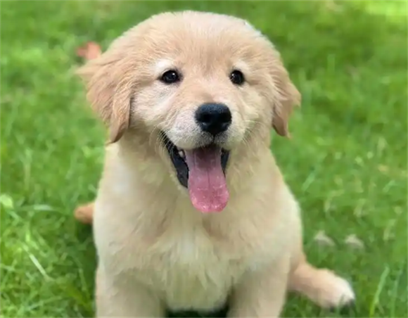 金毛驱虫多久一次 金毛驱虫多久一次