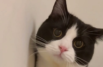 猫拉绿色的稀屎可以吃阿莫西林吗 猫拉绿色的稀屎可以吃阿莫西林吗