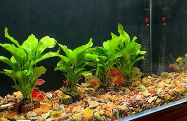 seastar懒人鱼缸适合养什么鱼