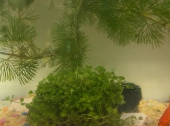 逸乐宠鱼缸水草植物，活力为鱼缸注入新生与活力
