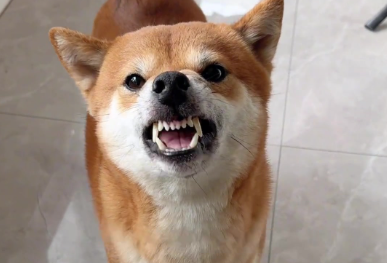 狗狗吐黄水的原因