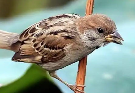 什么动物吃麻雀 什么动物吃麻雀