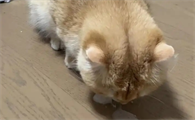 猫吃多吐了要紧吗