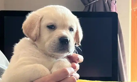 幼犬狗体内驱虫药推荐