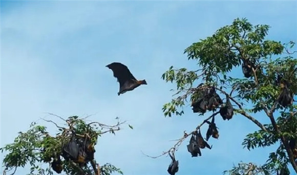 蝙蝠是不是鸟类 蝙蝠是不是鸟类
