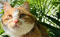 猫拉绿色稀便如何治疗