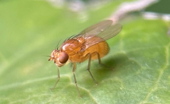 如何驱除果蝇