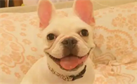 法斗犬可以吃萝卜吗