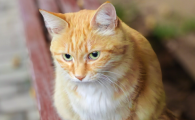 猫咪的毛有细菌吗