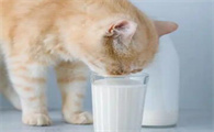 可以给猫喝豆浆粉吗