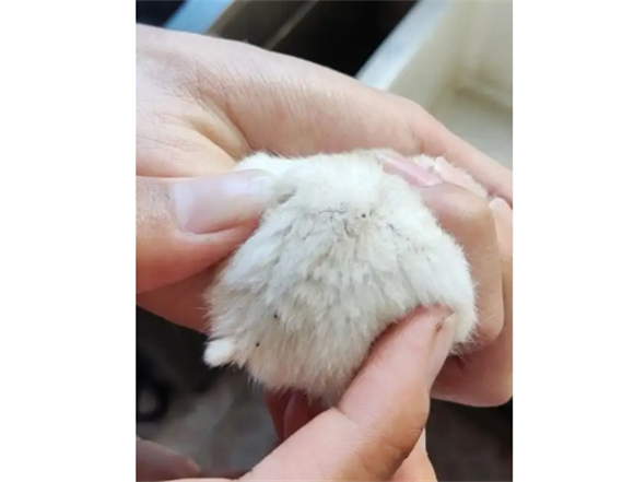 仓鼠身上寄生虫照片